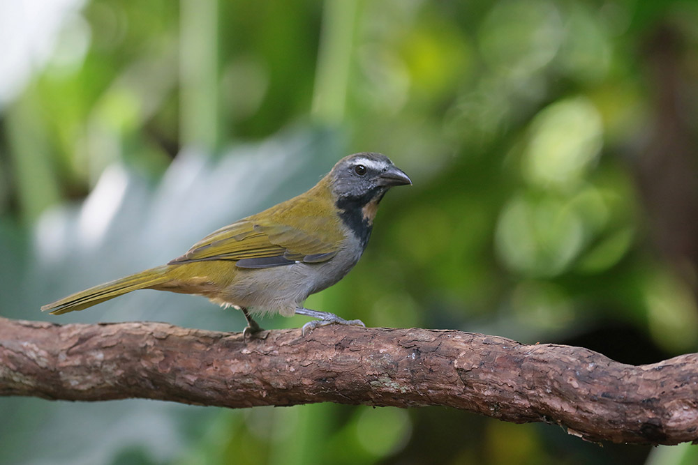 Buff-throated Saltator